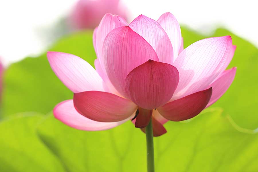A close-up of a pink lotus flower in full bloom, surrounded by green leaves, with a soft focus background.