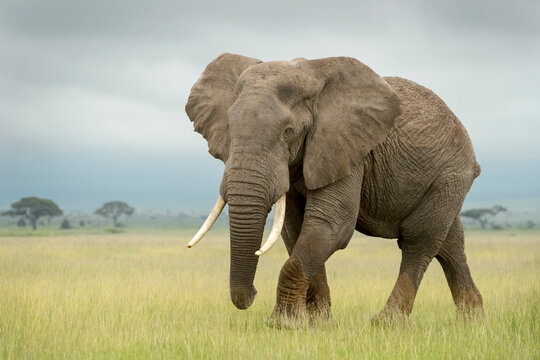 A majestic elephant walking through a lush green grassland under a cloudy sky.
